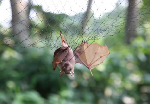 被抓住了(图片来源于网络)